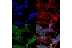 Immunocytochemistry/Immunofluorescence analysis using Rabbit Anti-ATG3 Polyclonal Antibody .