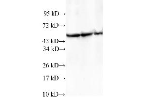 Western Blotting (WB) image for anti-T-Complex 1 (TCP1) antibody (ABIN5959099) (TCP1 alpha/CCTA anticorps)