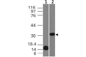 Image no. 1 for anti-Lectin, Galactoside-Binding, Soluble, 13 (LGALS13) antibody (ABIN5026981) (LGALS13 anticorps)