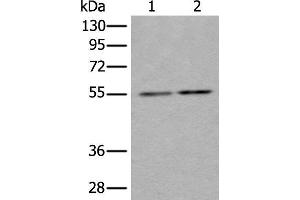 Western blot analysis of Hela and HEPG2 cell lysates using TUBB Polyclonal Antibody at dilution of 1:350 (TUBB anticorps)