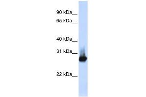 WB Suggested Anti-BCAP31 Antibody Titration:  0. (BCAP31 anticorps  (Middle Region))