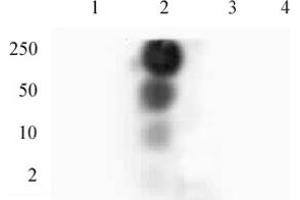 HP1 gamma phospho Ser93 pAb tested by dot blot analysis. (CBX3 anticorps  (pSer93))