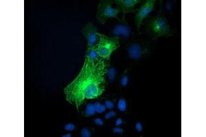 Immunofluorescence (IF) image for anti-Synaptosomal-Associated Protein, 25kDa (SNAP25) antibody (ABIN1501018) (SNAP25 anticorps)