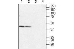 Western blot analysis of rat (lanes 1 and 3) and mouse (lanes 2 and 4) heart membranes: - 1,2. (LPAR4 anticorps  (Extracellular, N-Term))