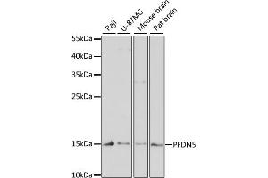 Western blot analysis of extracts of various cell lines, using PFDN5 antibody (ABIN1681328, ABIN3018415, ABIN3018416 and ABIN6220463) at 1:3000 dilution. (PFDN5 anticorps  (AA 1-154))