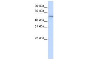 Image no. 1 for anti-Zinc Finger Protein 701 (ZNF701) (AA 144-193) antibody (ABIN6740451) (ZNF701 anticorps  (AA 144-193))