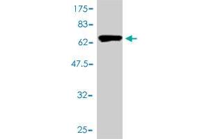 Western Blot detection against Immunogen (70. (GAPDHS anticorps  (AA 1-408))