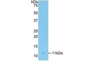 Western blot analysis of recombinant Mouse CD3d. (CD3D anticorps  (AA 22-104))
