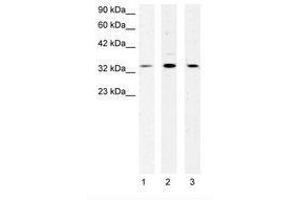 Image no. 1 for anti-Cold Shock Domain Protein A (CSDA) (AA 50-99) antibody (ABIN202366) (CSDA anticorps  (AA 50-99))