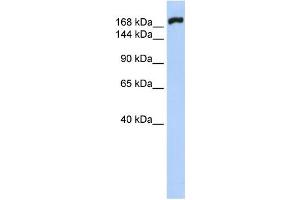 Western Blotting (WB) image for anti-Myosin, Heavy Polypeptide 10, Non-Muscle (MYH10) antibody (ABIN2458640) (MYH10 anticorps)