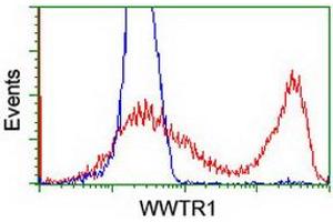 HEK293T cells transfected with either RC204082 overexpress plasmid (Red) or empty vector control plasmid (Blue) were immunostained by anti-WWTR1 antibody (ABIN2454960), and then analyzed by flow cytometry. (WWTR1 anticorps)