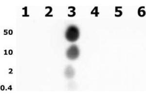 Histone H3 phospho Thr11 pAb tested by dot blot analysis. (Histone 3 anticorps  (pThr11))