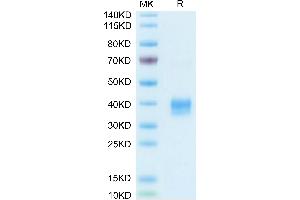 Biotinylated Mouse Siglec-15/CD33L3 on Tris-Bis PAGE under reduced condition.