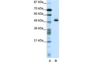 Western Blotting (WB) image for anti-Zinc Finger Protein 213 (ZNF213) antibody (ABIN2461716) (ZNF213 anticorps)