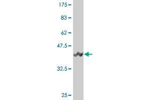 Western Blot detection against Immunogen (42.