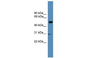 GAL3ST3 antibody used at 0.