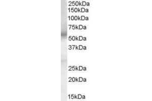 Western Blotting (WB) image for anti-Prostaglandin E Receptor 4 (Subtype EP4) (PTGER4) (AA 302-314) antibody (ABIN295612) (PTGER4 anticorps  (AA 302-314))