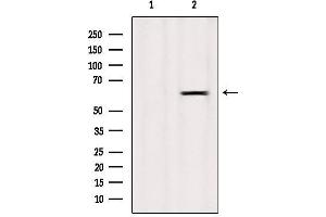 Western blot analysis of extracts from Mouse spleen, using LAT3 Antibody. (SLC43A1 anticorps  (Internal Region))