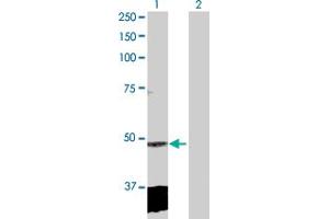 Western Blot analysis of CLP1 expression in transfected 293T cell line by CLP1 MaxPab polyclonal antibody.