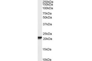 Western Blotting (WB) image for anti-Retinol Binding Protein 4, Plasma (RBP4) (AA 116-130) antibody (ABIN293017) (RBP4 anticorps  (AA 116-130))