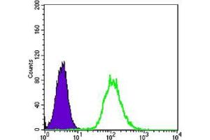 Flow cytometric analysis of Hela cells using anti-CK7 mAb (green) and negative control (purple).