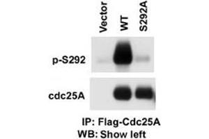 Image no. 1 for anti-Cell Division Cycle 25 Homolog A (S. Pombe) (CDC25A) (pSer293) antibody (ABIN358096)