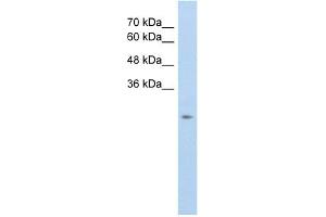 WB Suggested Anti-SLC25A45 Antibody Titration:  5. (SLC25A45 anticorps  (C-Term))