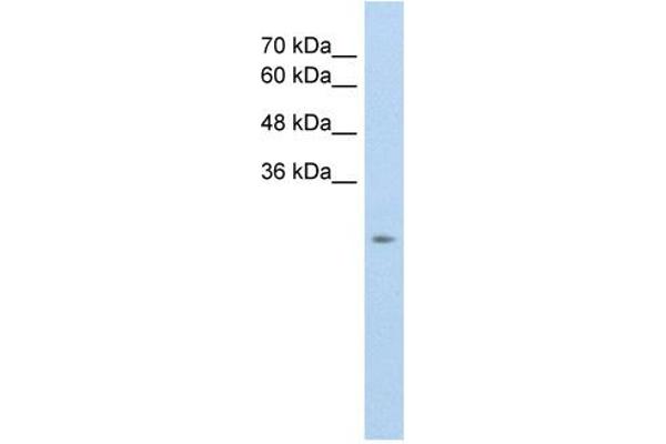 SLC25A45 anticorps  (C-Term)