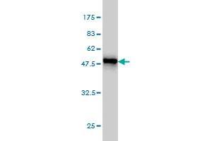 Western Blot detection against Immunogen (50.