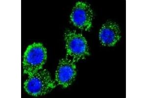 Confocal immunofluorescent analysis of CD55 antibody with HeLa cells followed by Alexa Fluor 488-conjugated goat anti-rabbit lgG (green).