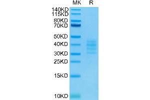Biotunylated Human BCMA Trimer on Tris-Bis PAGE under reduced condition.