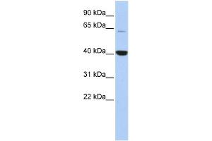 WB Suggested Anti-MBD1 Antibody Titration:  0.