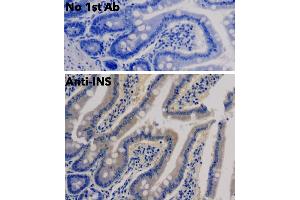 Immunohistochemistry (IHC) image for anti-Insulin (INS) antibody (ABIN6254161)