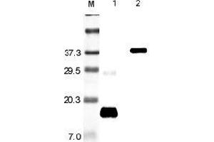 Western blot analysis using anti-Resistin (rat), pAb  at 1:5'000 dilution. (Resistin anticorps)