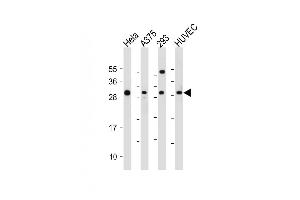 All lanes : Anti-HIST1H1C Antibody (Center) at 1:2000 dilution Lane 1: Hela whole cell lysate Lane 2:  whole cell lysate Lane 3: 293 whole cell lysate Lane 4: HUVEC whole cell lysate Lysates/proteins at 20 μg per lane. (HIST1H1C anticorps  (AA 105-131))