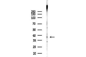 anti-G Protein-Coupled Receptor 1 (GPR1) (C-Term) antibody