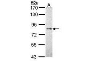 Image no. 1 for anti-Protein tyrosine Phosphatase, Receptor Type, R (PTPRR) (AA 425-632) antibody (ABIN467537) (PTPRR anticorps  (AA 425-632))
