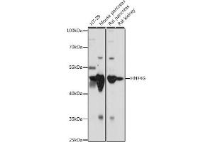 Western blot analysis of extracts of various cell lines, using HNF4G antibody (ABIN7267620) at 1:1000 dilution. (HNF4 gamma anticorps  (AA 366-445))