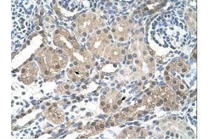 Image no. 1 for anti-F-Box and Leucine-Rich Repeat Protein 7 (FBXL7) (AA 101-150) antibody (ABIN203523)