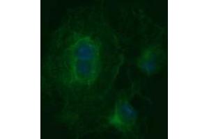 Image no. 3 for anti-Tubulin, beta 2B (TUBB2B) antibody (ABIN1501574)