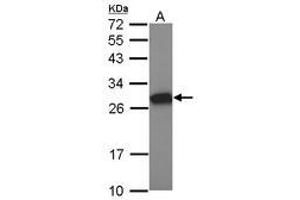 Image no. 1 for anti-Metallothionein-Like 5, Testis-Specific (Tesmin) (MTL5) (AA 1-311) antibody (ABIN1499585) (MTL5 anticorps  (AA 1-311))