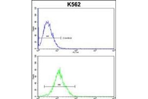 Flow cytometric analysis of k562 cells (bottom histogram) compared to a negative control cell (top histogram). (ATP12A anticorps  (AA 833-859))