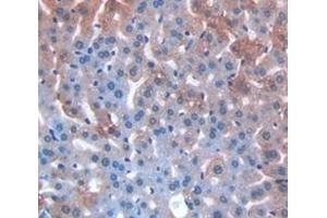 IHC-P analysis of Mouse Tissue, with DAB staining. (MGEA5 anticorps  (AA 695-814))