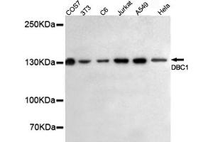 Western blot detection of DBC1 in HeLa,A549,Jurkat,C6,3T3 and COS7 cell lysates using DBC1 mouse mAb (1:500 diluted).