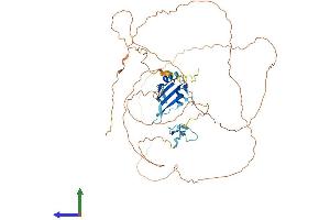 AlphaFold protein structure predicition of Mouse Recombinant Fus Protein, UniprotID P56959