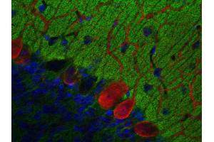 Immunohistochemistry (IHC) image for anti-Glycoprotein M6A (GPM6A) (AA 261-270) antibody (ABIN1742485)