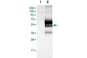 Western blot analysis of Lane 1: Negative control (vector only transfected HEK293T lysate); Lane 2: Over-expression lysate (Co-expressed with a C-terminal myc-DDK tag (~3.