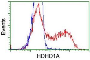 HEK293T cells transfected with either RC204419 overexpress plasmid (Red) or empty vector control plasmid (Blue) were immunostained by anti-HDHD1A antibody (ABIN2454327), and then analyzed by flow cytometry. (HDHD1 anticorps)