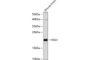 Western blot analysis of extracts of Mouse brain, using NSG1 antibody (ABIN7268878) at 1:1000 dilution. (NSG1 anticorps  (AA 1-80))