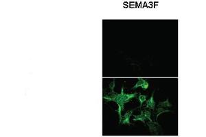 Sample Type: Untransfected HEK293 and Sema3F-AP transfected HEK293  Primary Antibody Dilution: 1:1000 Secondary Antibody: Anti rabbit-Alexa Fluor 488  Secondary Antibody Dilution: 1:000 Color/Signal Descriptions:   Gene Name: SEMA3F Submitted by: Dr. (SEMA3F anticorps  (N-Term))